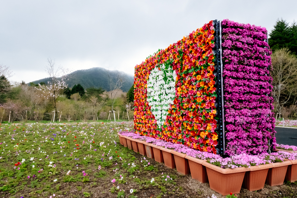 What it's Like to Visit the Mt Fuji Pink Moss Festival