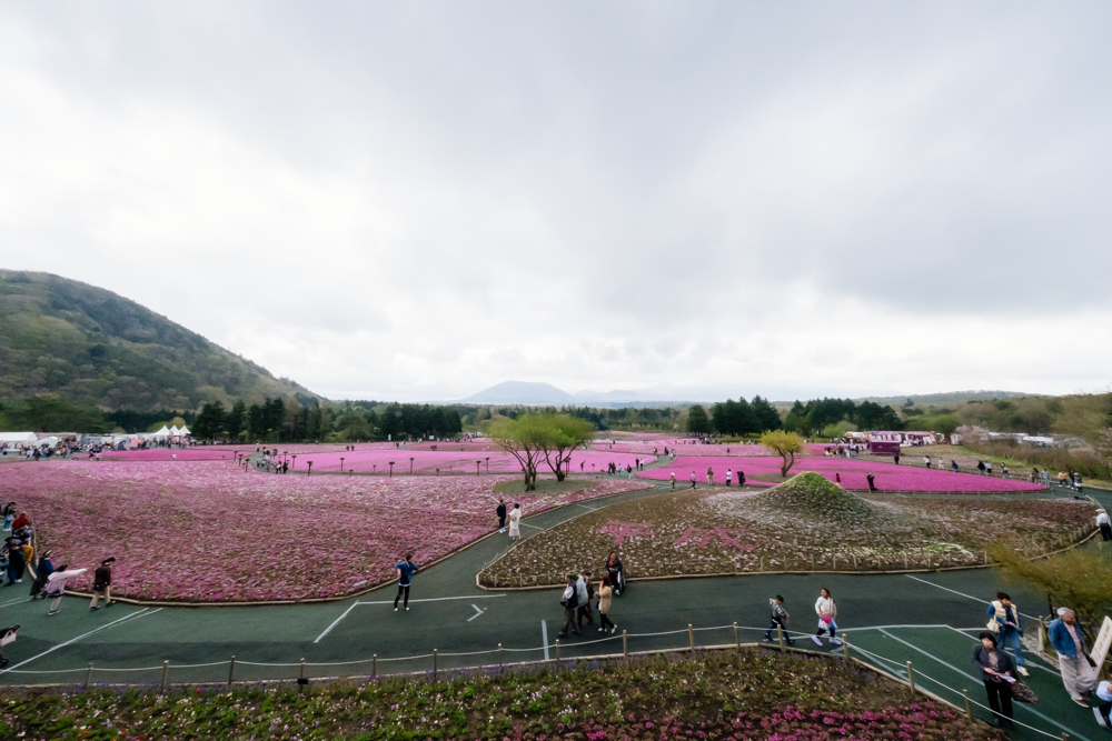 What it's Like to Visit the Mt Fuji Pink Moss Festival