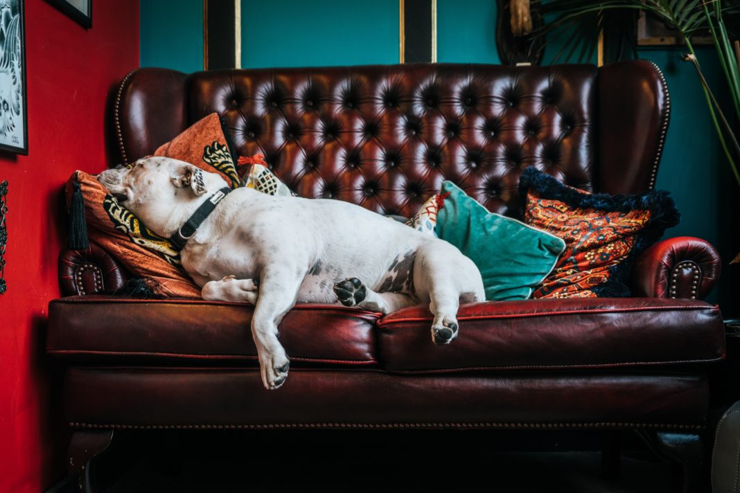 Pet Friendly Vacation Rentals The Best Booking Websites for Your Next Trip