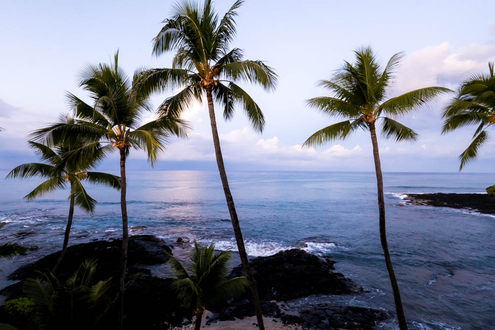 Palm trees by the ocean in Kona, Hawaii