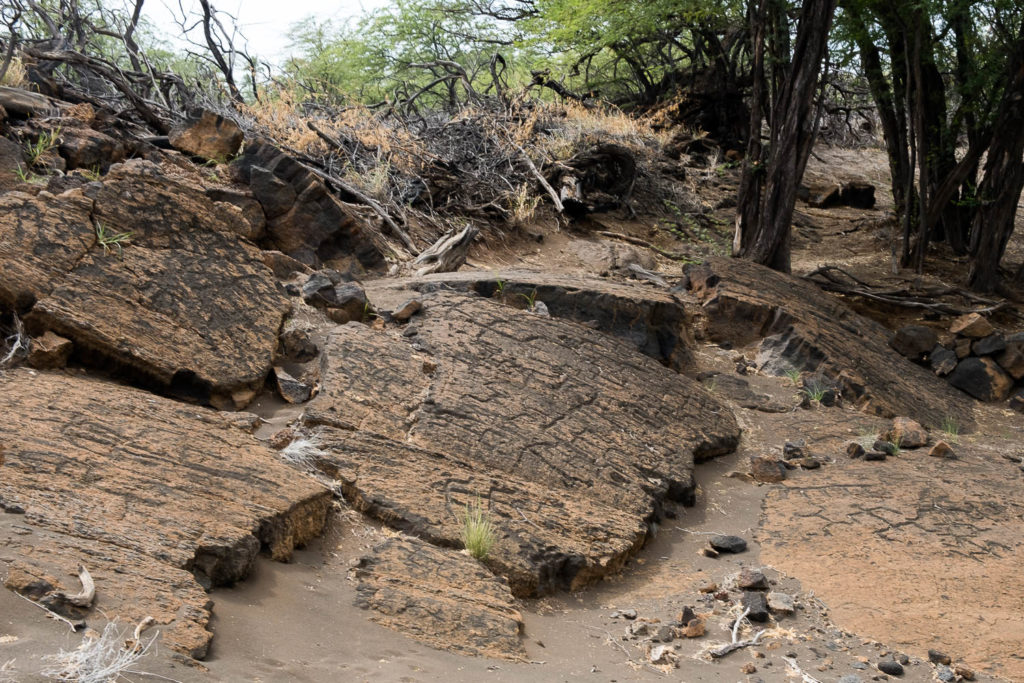 Puako Petroglyph Archaeological Preserve